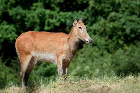 David's deer or milu (Elaphurus davidianus), female, originally native to eastern Asia, extinct in