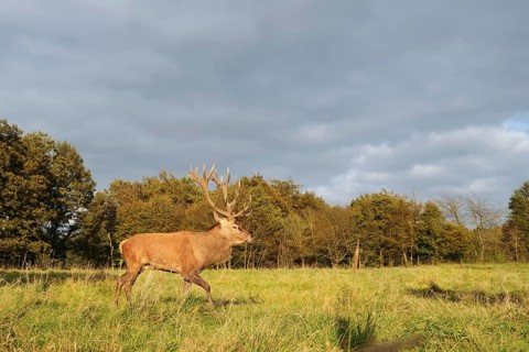 Red deer (Cervus elaphus) crossing a forest clearing in autumn, North Rhine-Westphalia, Germany