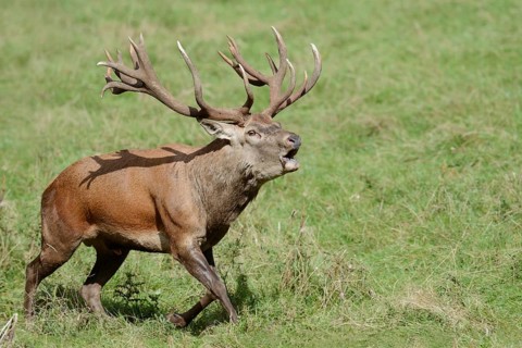 Red deer (Cervus elaphus) roaring in the rutting season, North Rhine-Westphalia, Germany