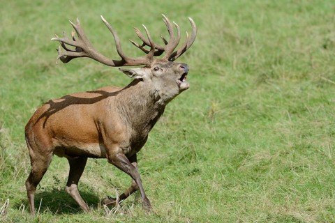 Red deer (Cervus elaphus) roaring in the rutting season, North Rhine-Westphalia, Germany