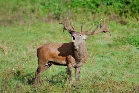 Red deer (Cervus elaphus) roaring in the rutting season, North Rhine-Westphalia, Germany