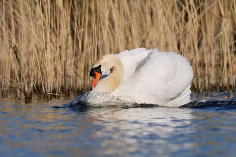 Mute swan (Cygnus olor) swimming threateningly, North Rhine-Westphalia, Germany