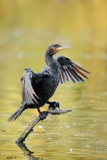 Cormorant (Phalacrocorax carbo) sitting on a branch in the water and drying its wings, North