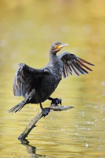 Cormorant (Phalacrocorax carbo) sitting on a branch in the water and drying its wings, North
