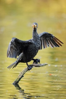 Cormorant (Phalacrocorax carbo) sitting on a branch in the water and drying its wings, North
