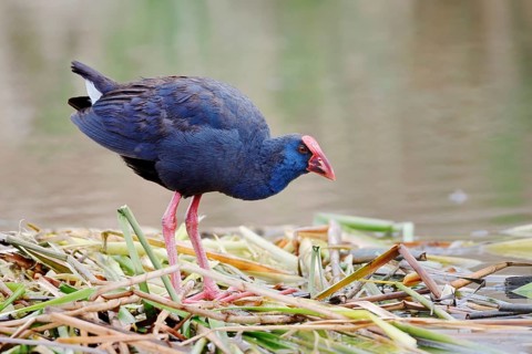 Purple partridge (Porphyrio porphyrio), Algarve, Portugal