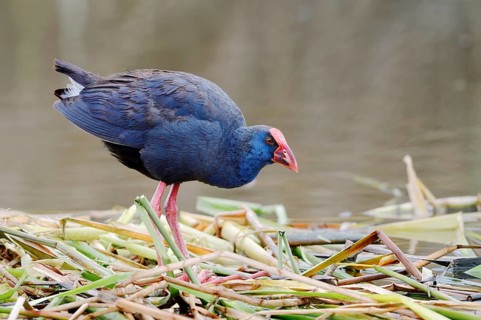 Purple partridge (Porphyrio porphyrio), Algarve, Portugal