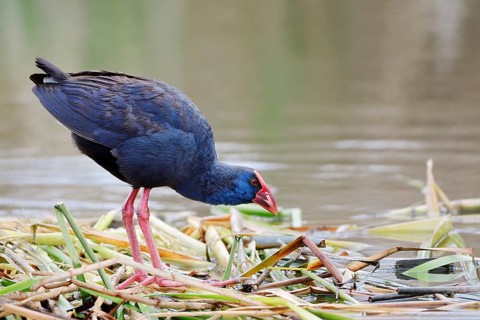 Purple partridge (Porphyrio porphyrio), Algarve, Portugal