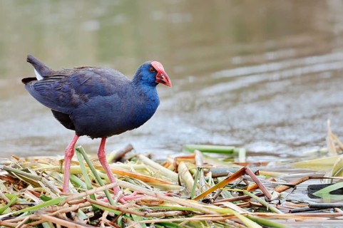 Purple partridge (Porphyrio porphyrio), Algarve, Portugal