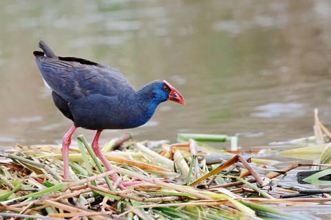Purple partridge (Porphyrio porphyrio), Algarve, Portugal
