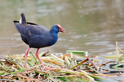 Purple partridge (Porphyrio porphyrio), Algarve, Portugal