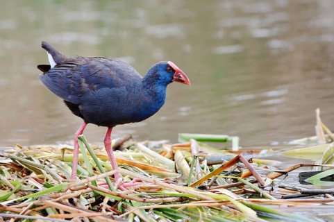 Purple partridge (Porphyrio porphyrio), Algarve, Portugal
