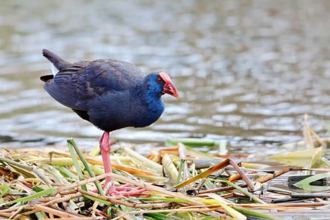 Purple partridge (Porphyrio porphyrio), Algarve, Portugal