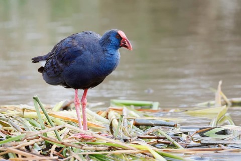 Purple partridge (Porphyrio porphyrio), Algarve, Portugal