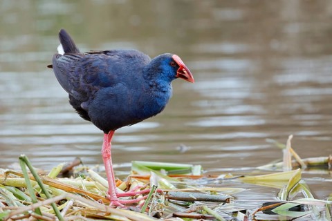 Purple partridge (Porphyrio porphyrio), Algarve, Portugal