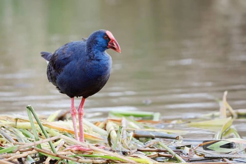Purple partridge (Porphyrio porphyrio), Algarve, Portugal