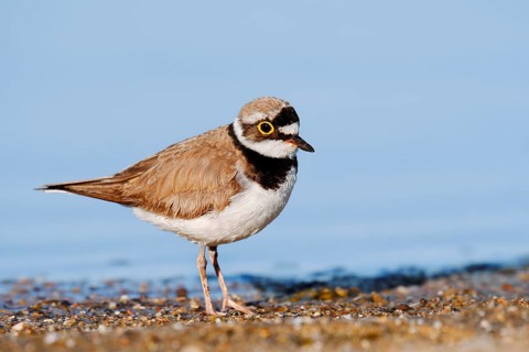 Little Ringed Plover (Charadrius dubius), North Rhine-Westphalia, Germany