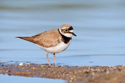 Little Ringed Plover (Charadrius dubius), North Rhine-Westphalia, Germany