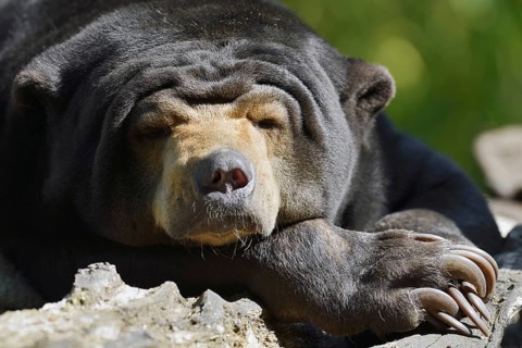 Malayan bear or sun bear (Helarctos malayanus, Ursus malayanus), captive, occurring in Southeast