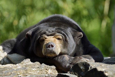 Malayan bear or sun bear (Helarctos malayanus, Ursus malayanus), captive, occurring in Southeast
