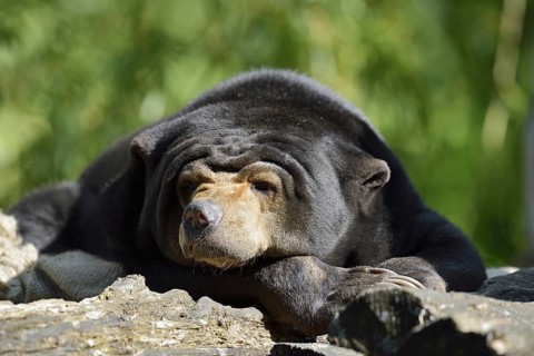 Malayan bear or sun bear (Helarctos malayanus, Ursus malayanus), captive, occurring in Southeast