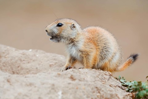 Black-tailed prairie dog (Cynomys ludovicianus), young animal at the den, captive, occurrence in