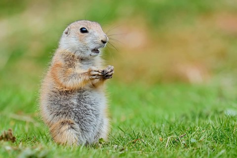 Black-tailed prairie dog (Cynomys ludovicianus), young animal sitting in a meadow, captive,