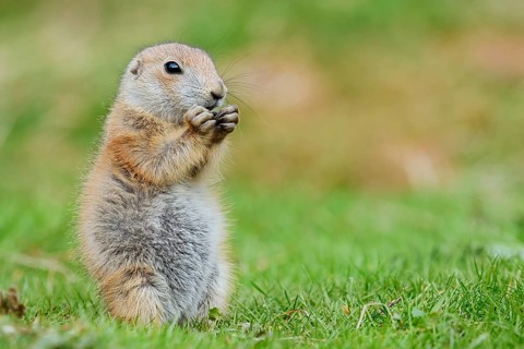Black-tailed prairie dog (Cynomys ludovicianus), young animal sitting feeding in a meadow, captive,