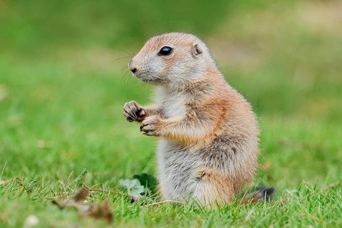Black-tailed prairie dog (Cynomys ludovicianus), young animal sitting in a meadow, captive,