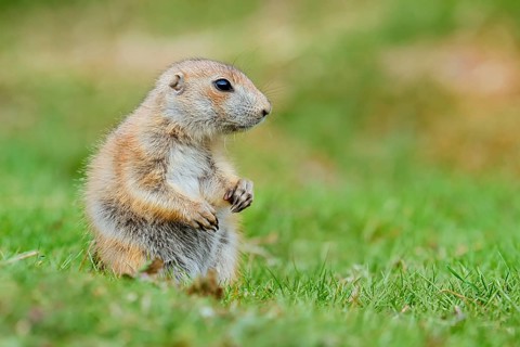Black-tailed prairie dog (Cynomys ludovicianus), young animal sitting in a meadow, captive,