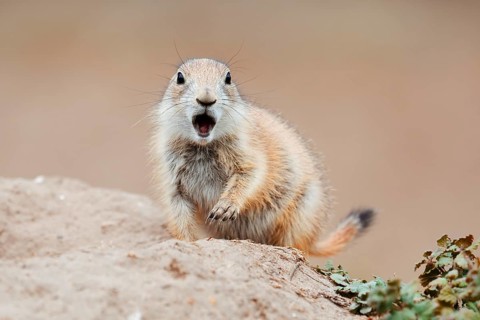 Black-tailed prairie dog (Cynomys ludovicianus), calling young at the den, captive, occurrence in