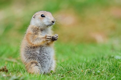 Black-tailed prairie dog (Cynomys ludovicianus), young animal sitting in a meadow, captive,