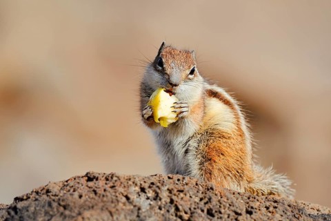 Atlas squirrel or North African bristle squirrel (Atlantoxerus getulus) sits feeding on a rock,