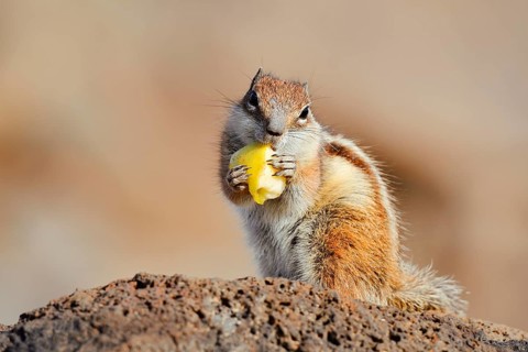 Atlas squirrel or North African bristle squirrel (Atlantoxerus getulus) sits feeding on a rock,