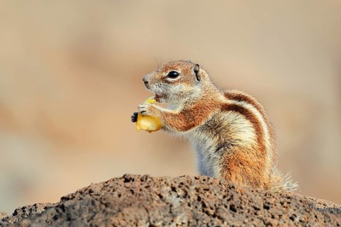 Atlas squirrel or North African bristle squirrel (Atlantoxerus getulus) sits feeding on a rock,