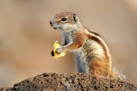 Atlas squirrel or North African bristle squirrel (Atlantoxerus getulus) sits feeding on a rock,