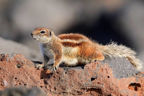 Atlas squirrel or North African bristle squirrel (Atlantoxerus getulus), Fuerteventura, Canary