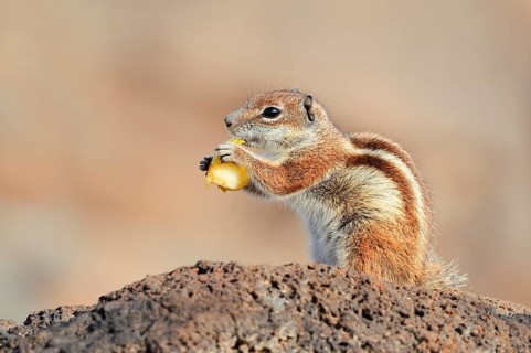 Atlas squirrel or North African bristle squirrel (Atlantoxerus getulus) sits feeding on a rock,