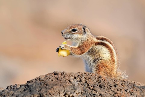 Atlas squirrel or North African bristle squirrel (Atlantoxerus getulus) sits feeding on a rock,
