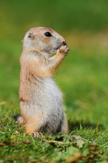 Black-tailed prairie dog (Cynomys ludovicianus), young animal sitting feeding in a meadow, captive,