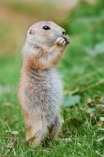 Black-tailed prairie dog (Cynomys ludovicianus), young animal stands feeding in a meadow, captive,