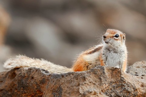 Atlas squirrel or North African bristle squirrel (Atlantoxerus getulus), Fuerteventura, Canary