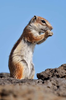 Atlas squirrel or North African bristle squirrel (Atlantoxerus getulus) stands feeding on a rock,