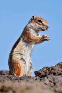 Atlas squirrel or North African bristle squirrel (Atlantoxerus getulus) stands feeding on a rock,