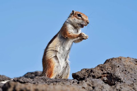 Atlas squirrel or North African bristle squirrel (Atlantoxerus getulus) stands feeding on a rock,