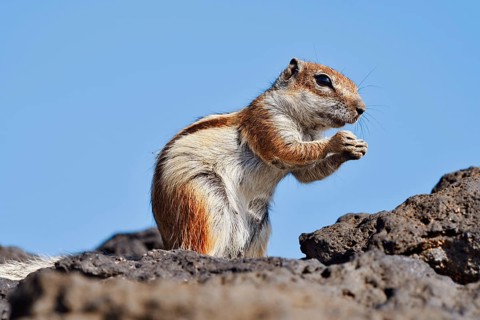 Atlas squirrel or North African bristle squirrel (Atlantoxerus getulus) sits feeding on a rock,