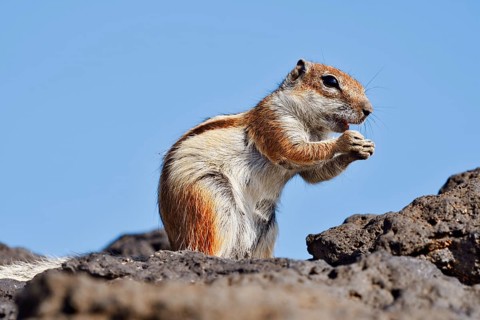 Atlas squirrel or North African bristle squirrel (Atlantoxerus getulus) sits feeding on a rock,
