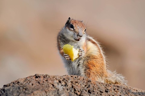 Atlas squirrel or North African bristle squirrel (Atlantoxerus getulus) sits feeding on a rock,