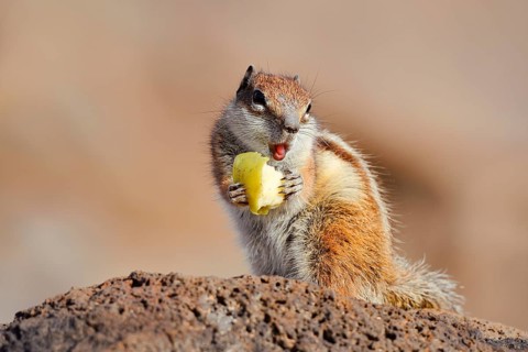 Atlas squirrel or North African bristle squirrel (Atlantoxerus getulus) sits feeding on a rock,