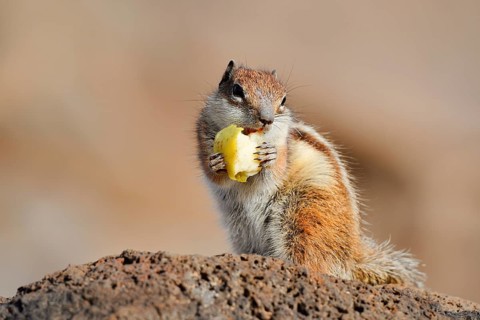 Atlas squirrel or North African bristle squirrel (Atlantoxerus getulus) sits feeding on a rock,